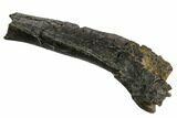 Ornithopod (Valdosaurus) Partial Rib Bone - Isle of Wight #92580-5